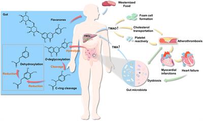 Gut Microbiota: A Novel Regulator of Cardiovascular Disease and Key Factor in the Therapeutic Effects of Flavonoids